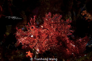 looklike the artwork.. by Tianhong Wang 